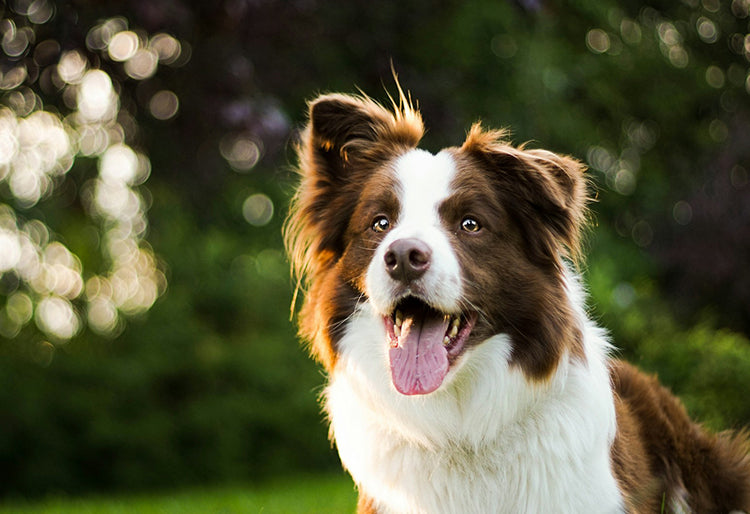 Un perro raza Border Collie con la lengua afuera