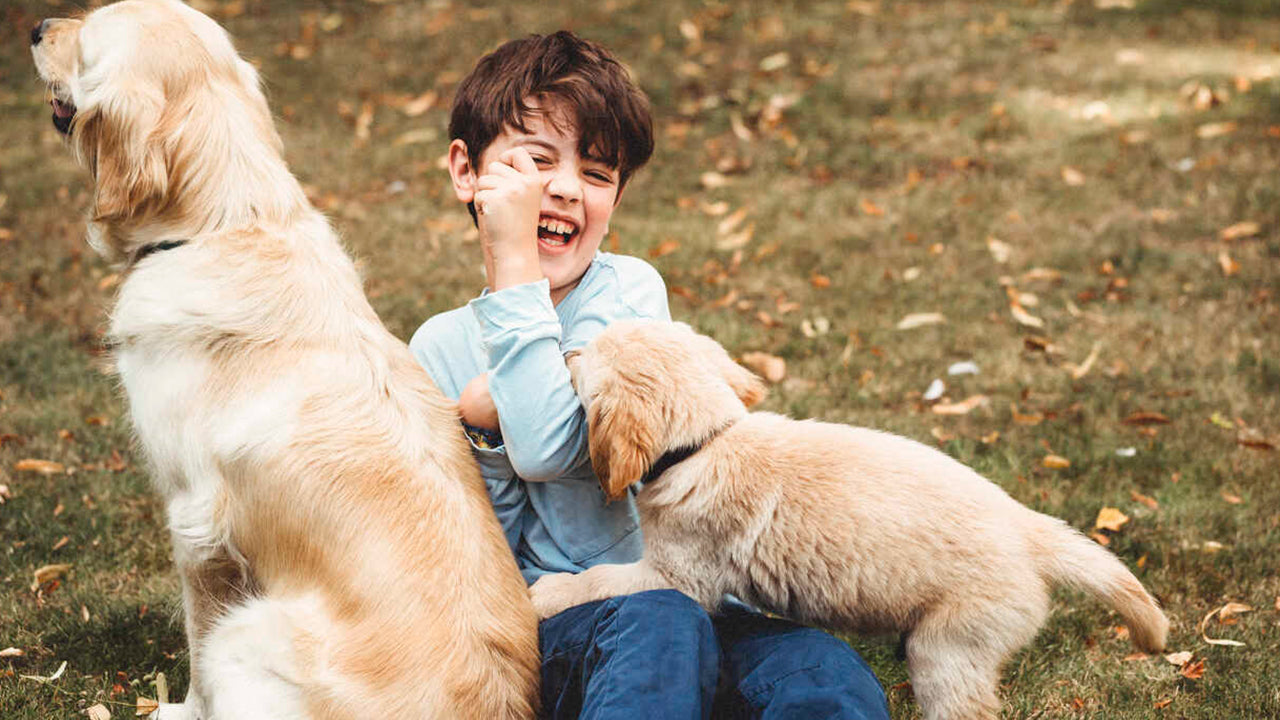 Dos perros Golden Retriever jugando con un niño