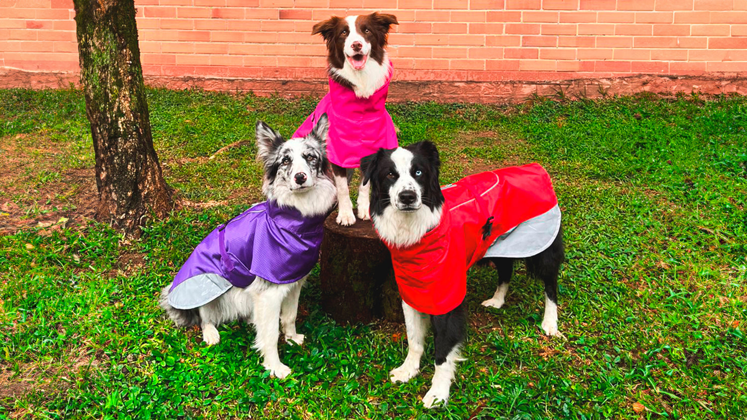 Tres perros raza Border Collie usando chalecos impermeables para la lluvia