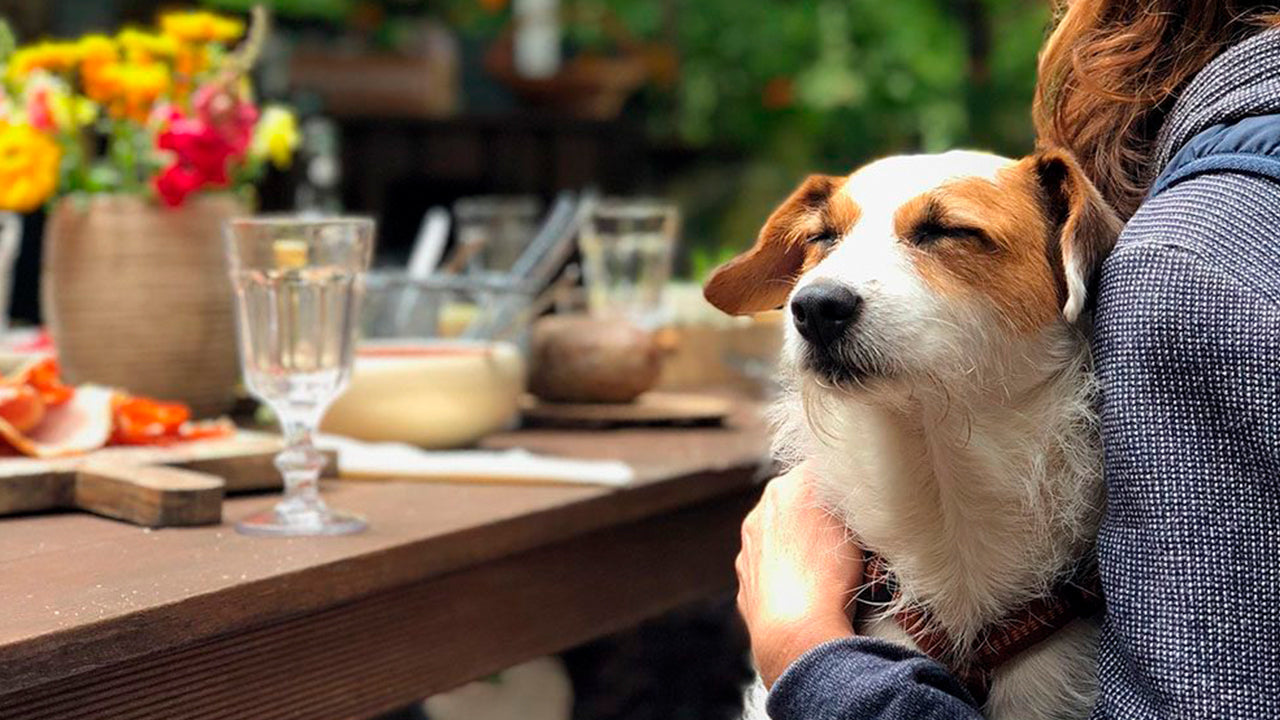 Un perro criollo en una mesa de un restaurante pet-friendly