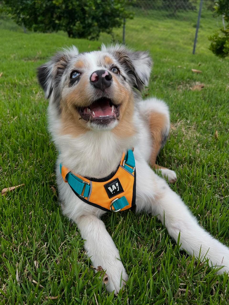 Un perro raza border collie usando una pechera para perros