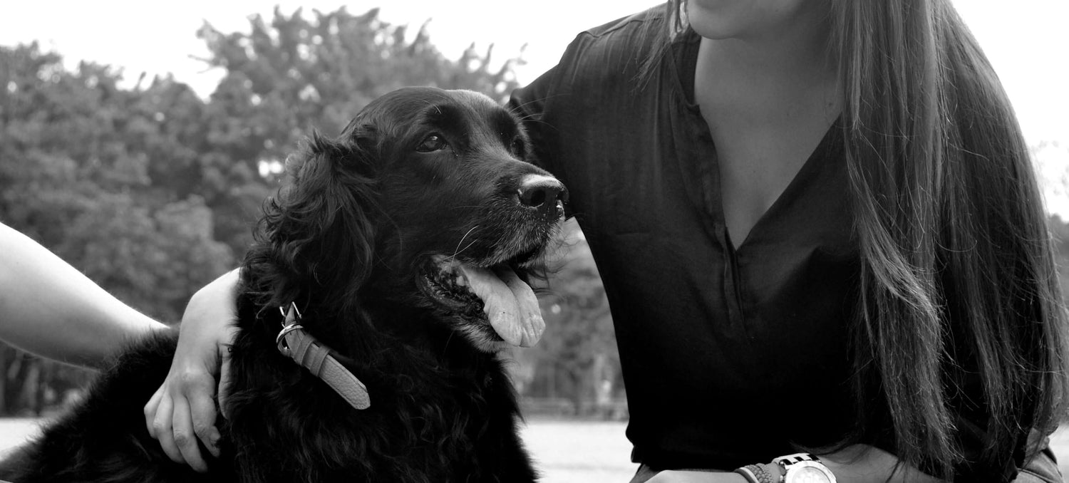 Foto de un perro llamado Sasha