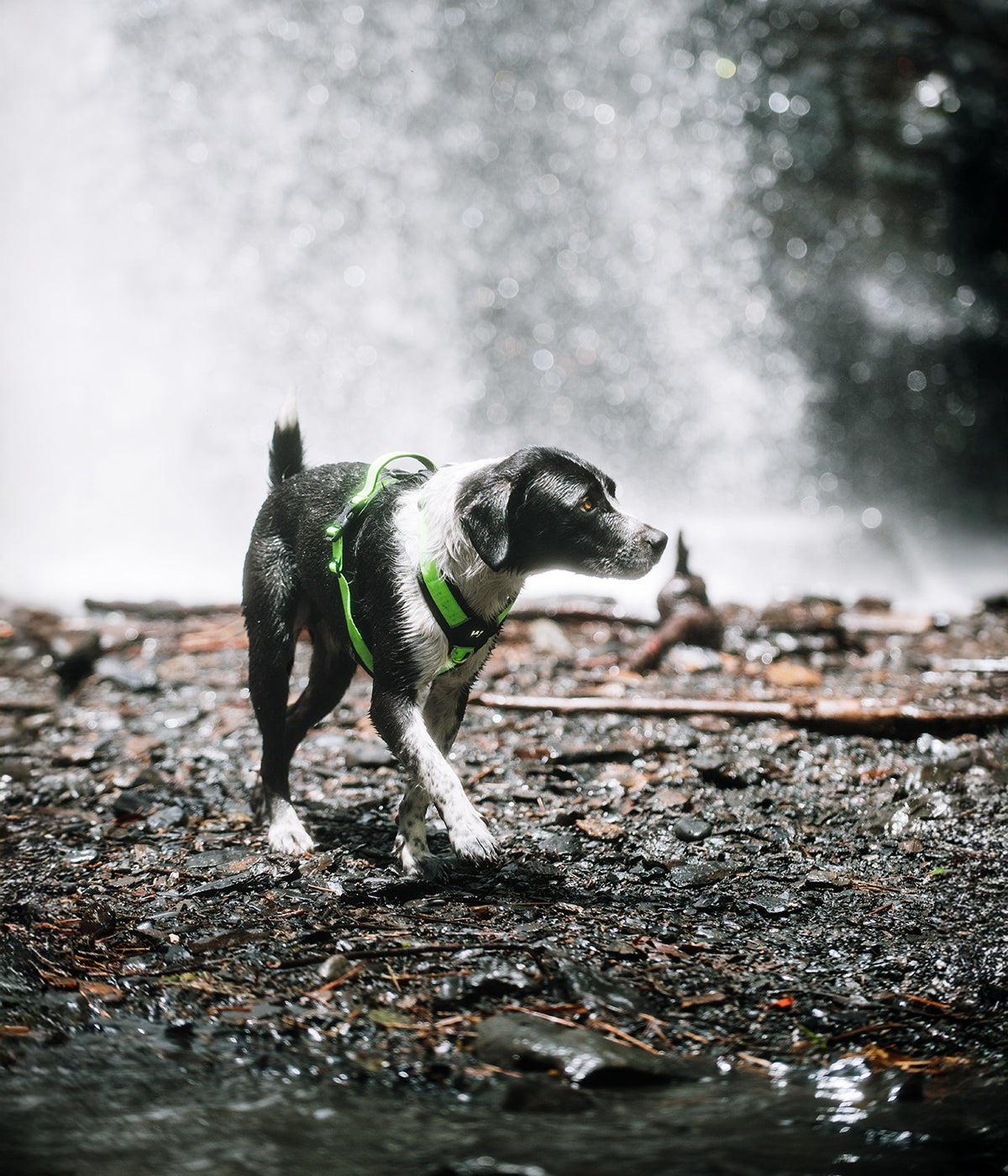 Un perro raza criollo color negro y blanco usando un arnés en forma de Y de color verde neón