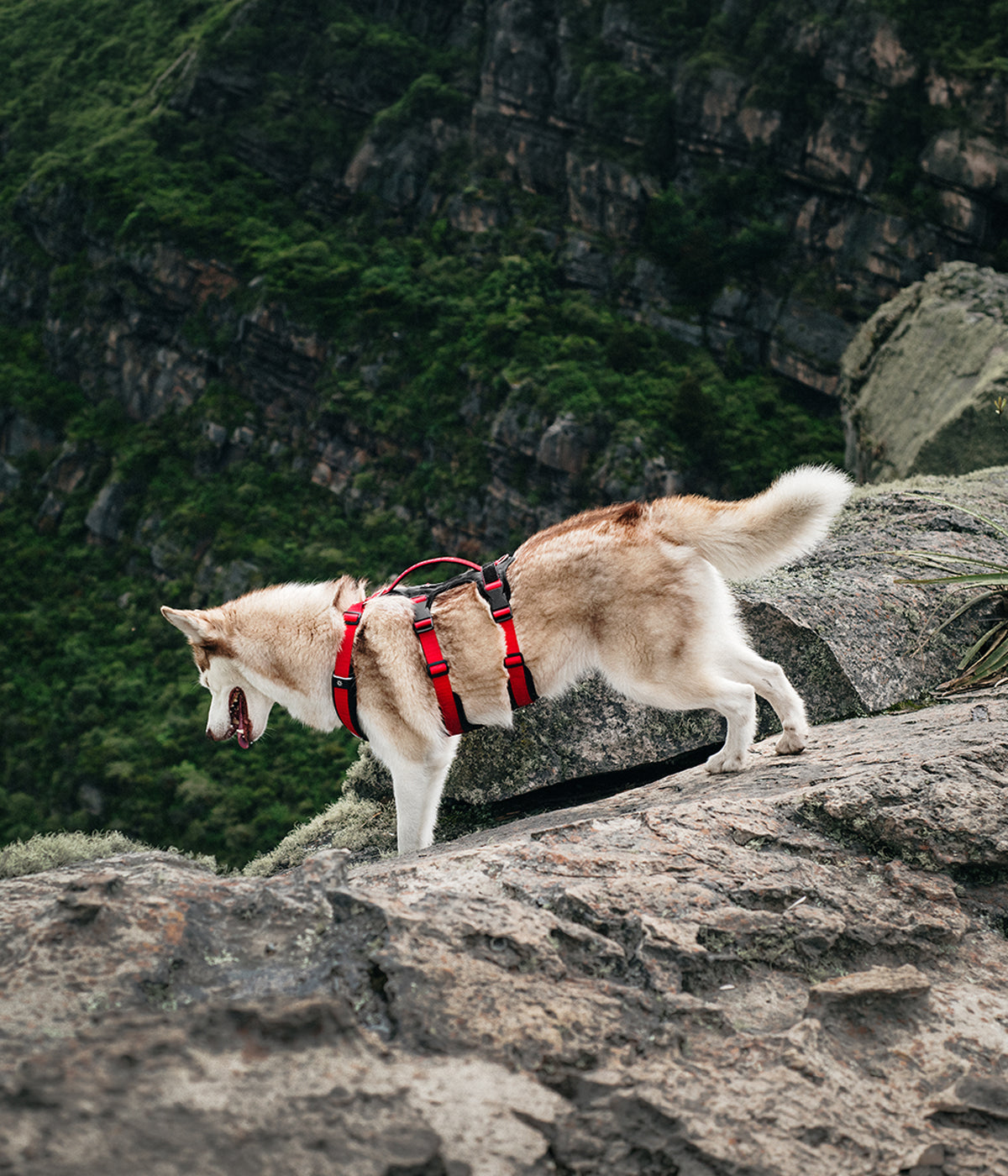Siberian Husky on a mountain wearing a red TrekFit Y-3 escape-resistant dog harness