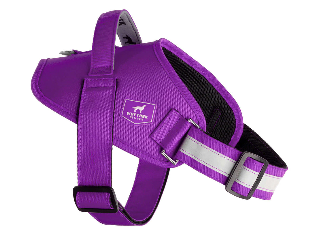 Arnés para perro color violeta de la colección Lifestyle