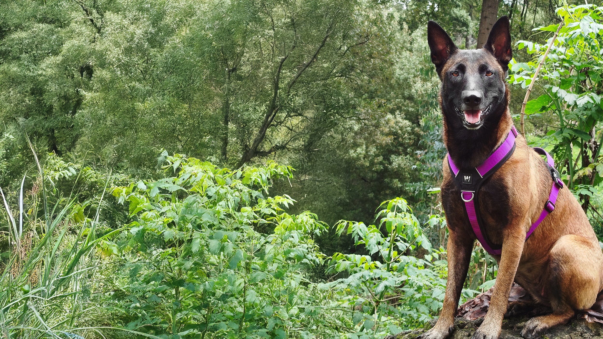 Un perro Pastor Belga Malinois usando un arnés tipo Y color violeta