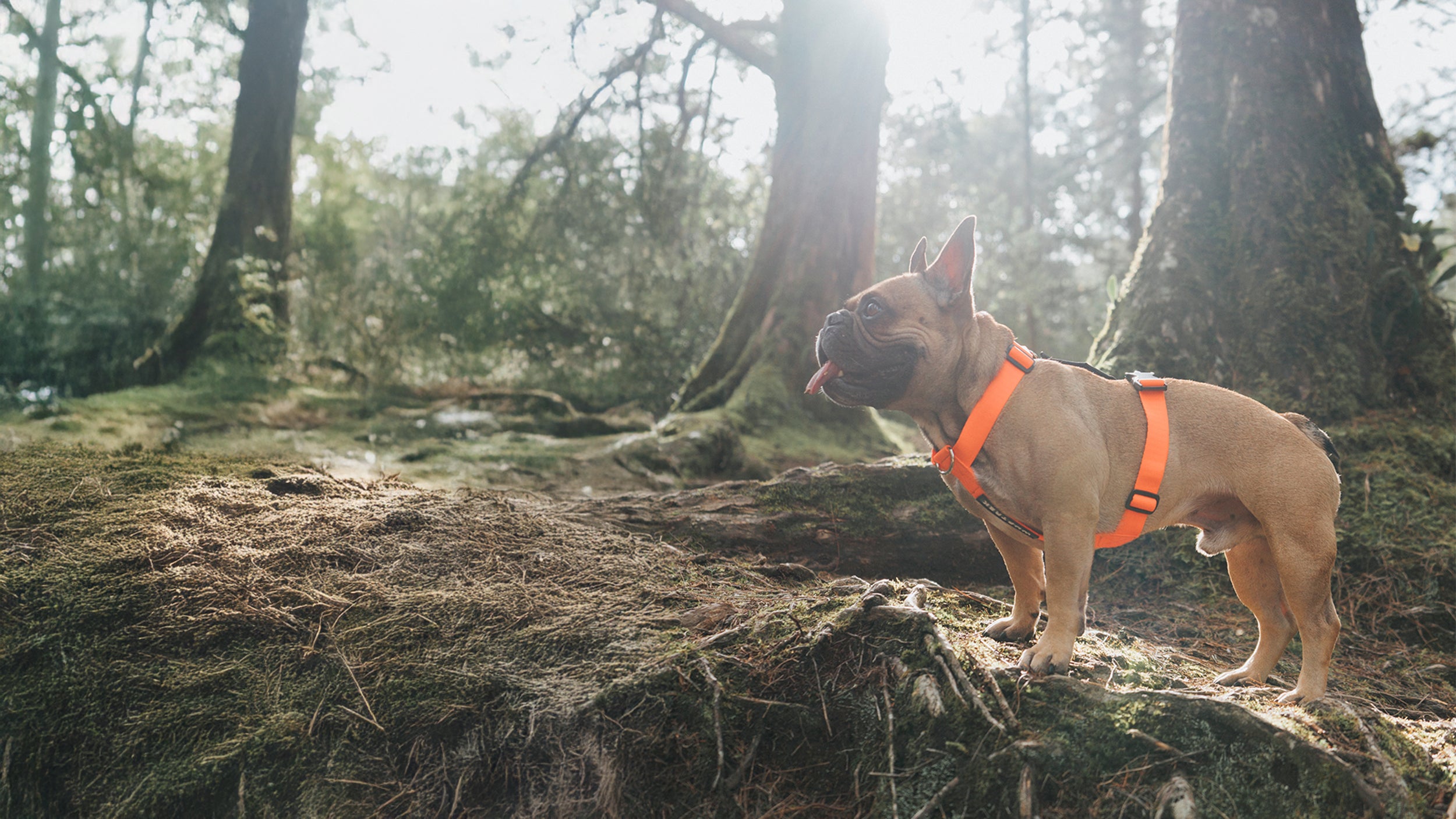 Un perro Bulldog Francés color café claro usando un arnés H para perros color naranja