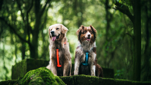 Un perro Golden Retriever junto a un perro Border Collie, ambos están usando arneses tipo Y para perros