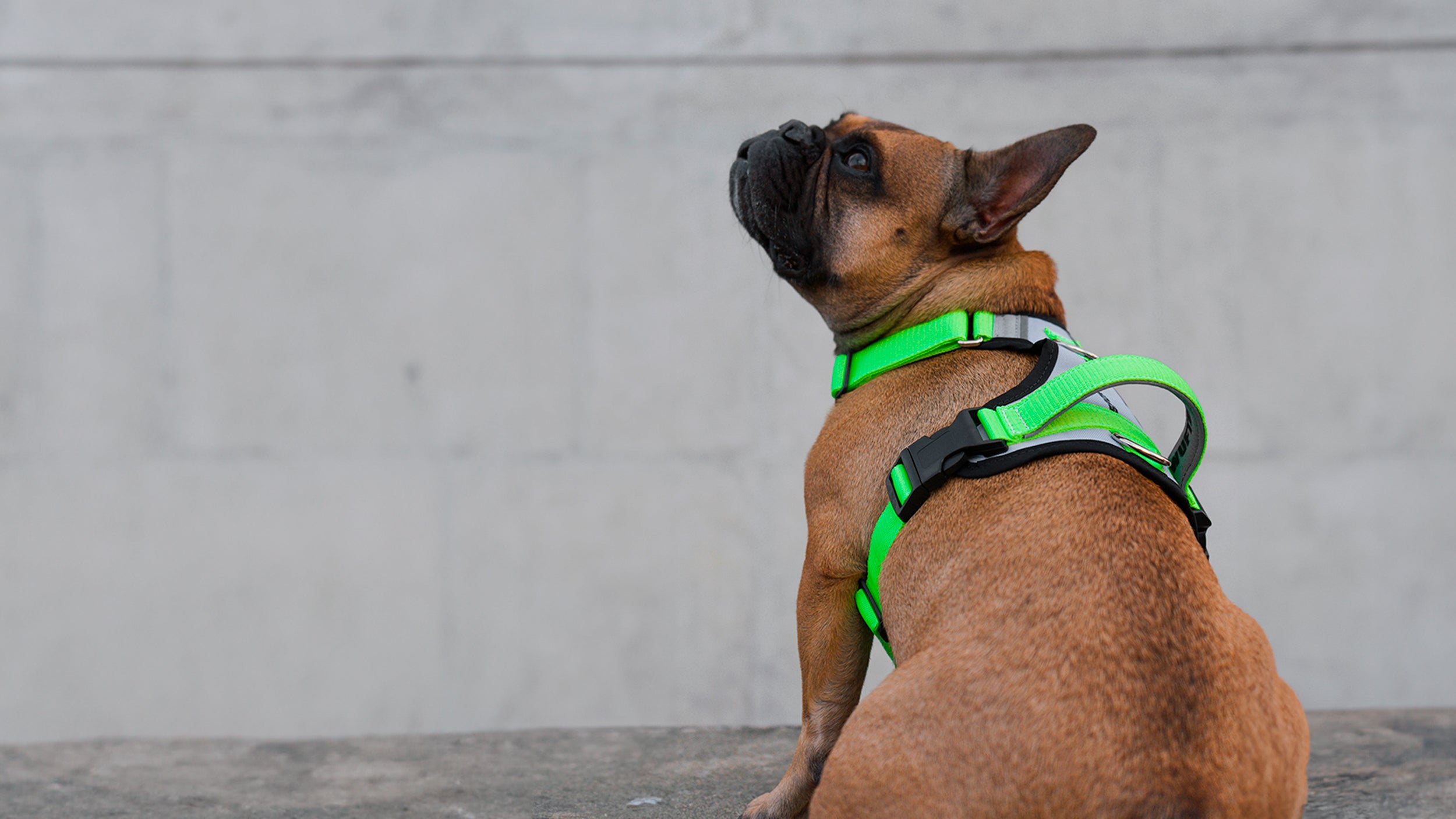 Banner de un perro raza bulldog francés usando un arnés para perros gris y verde