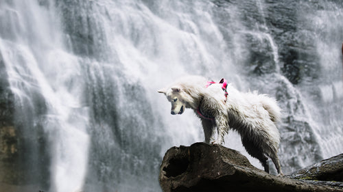 Banner de un perro raza Samoyedo parado sobre una roca al frente de una cascada y está usando una pechera para perros fucsia