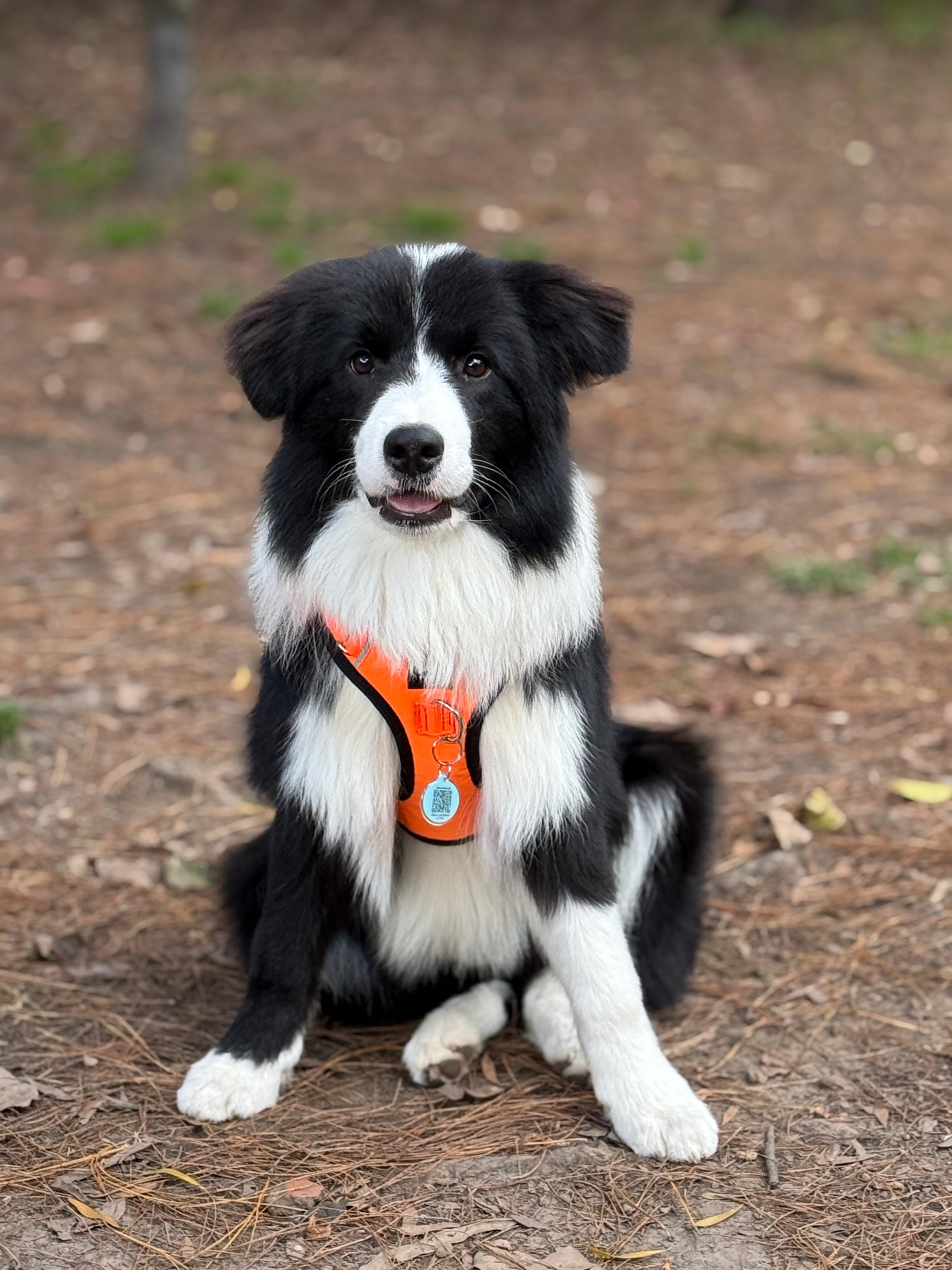 Un perro raza border collie usando una pechera para perros