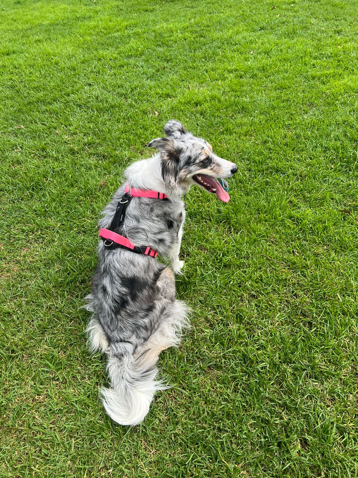 Un perro Border Collie gris usando un arnés en forma de Y color rosa