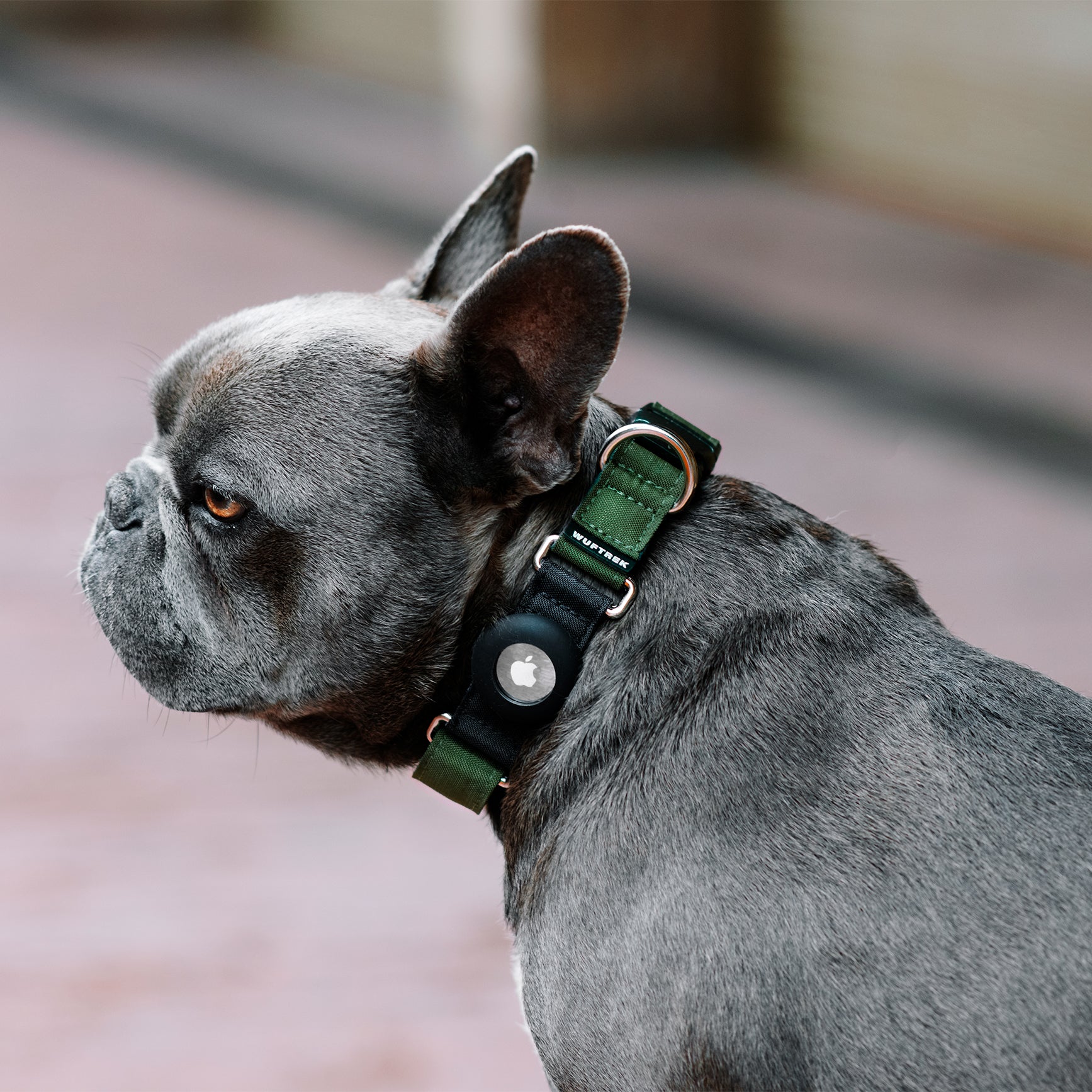 Un perro raza Bulldog Francés usando un collar para perros color verde oliva con estuche de silicona para colocar el AirTag de Apple