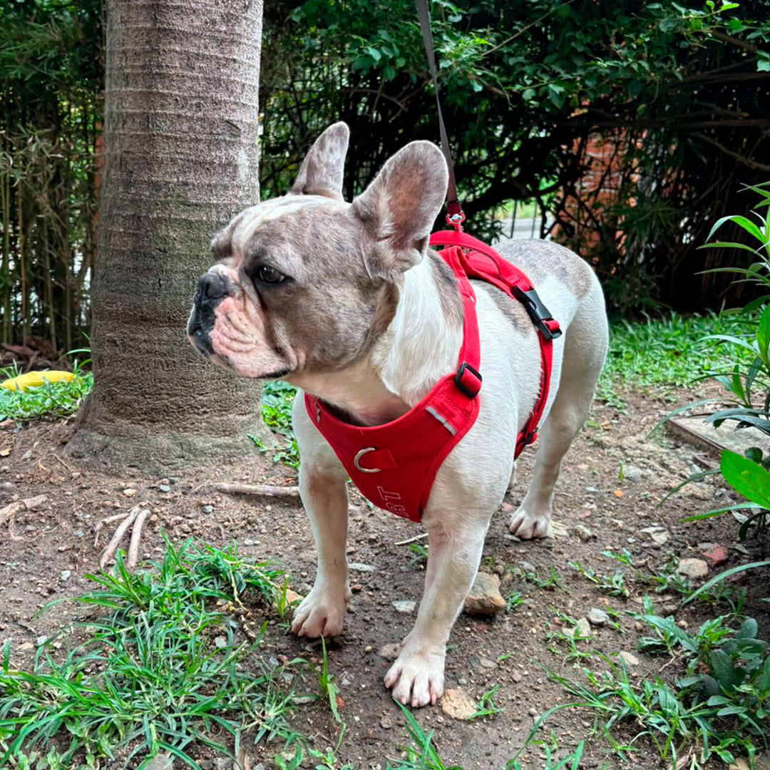 Un perro raza bulldog francés usando un arnés color rojo