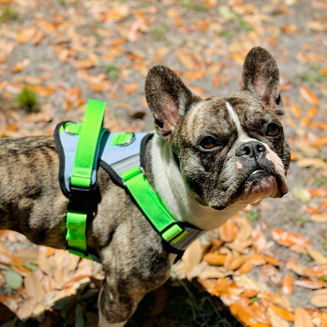 Un perro raza bulldog francés usando un arnés color gris y verde