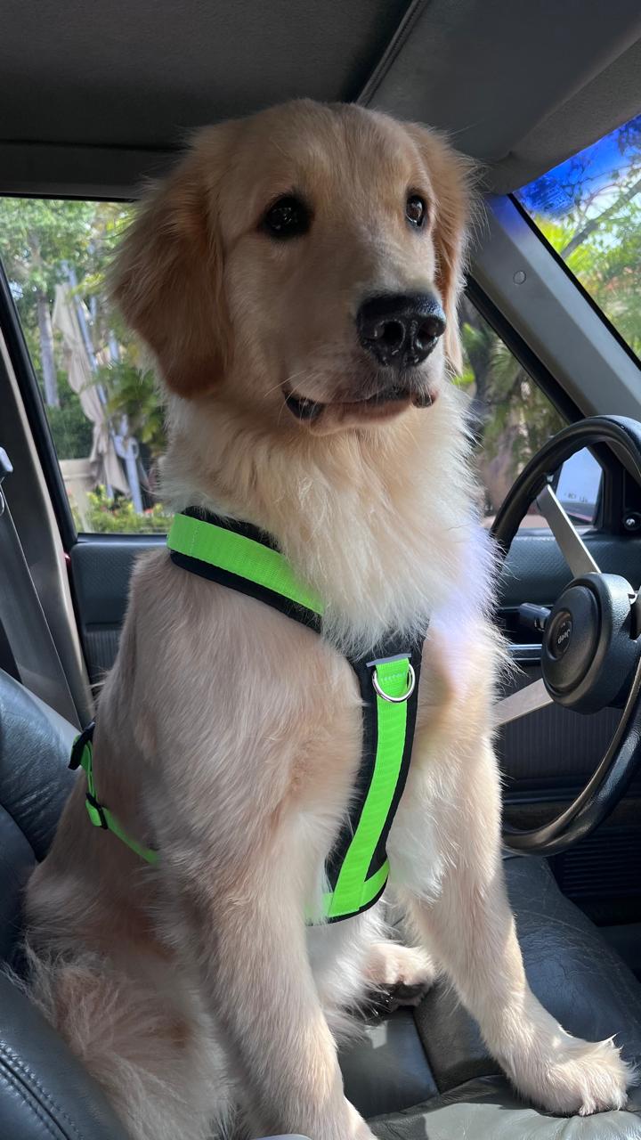 Un perro golden retriever adulto usando una pechera para perros color verde neón con negro