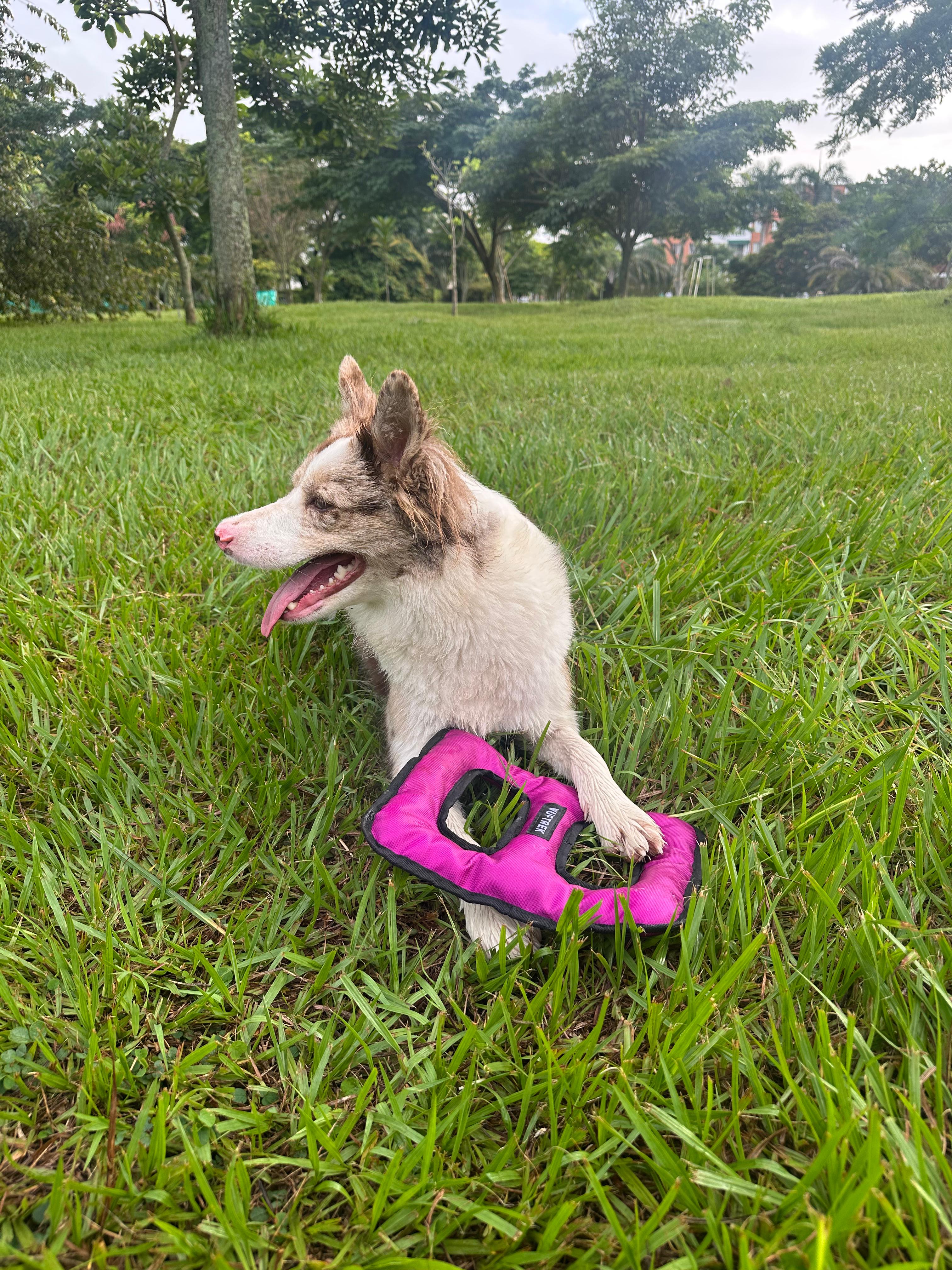 Un perro jugando con un juguete para perros color violeta