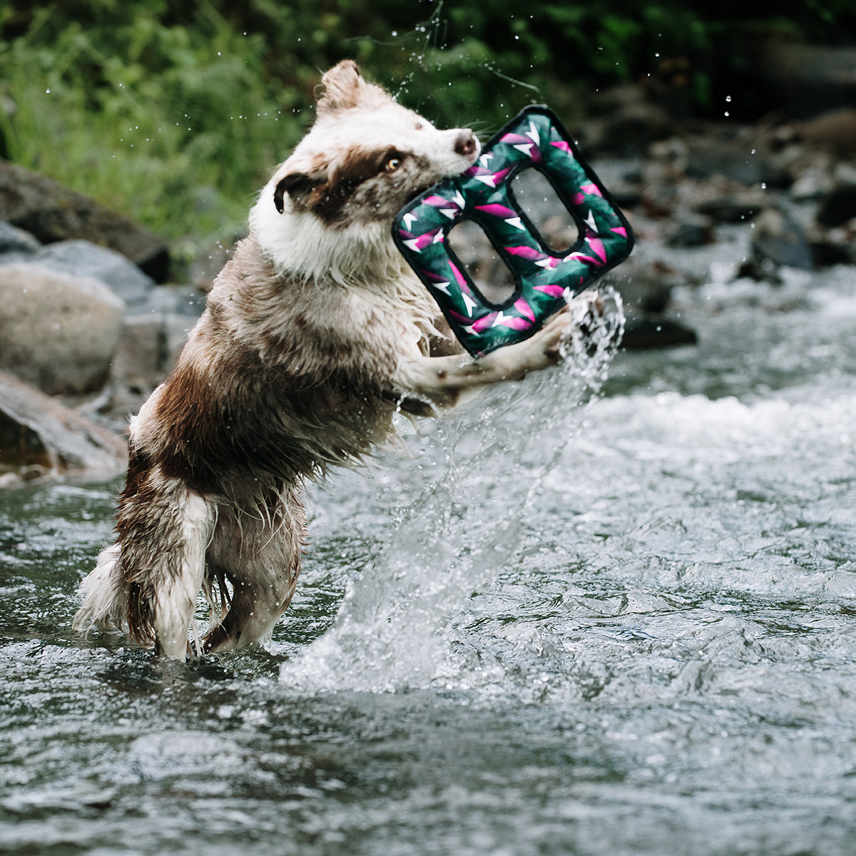 Un perro Border Collie en un rio jugando con un juguete para perros