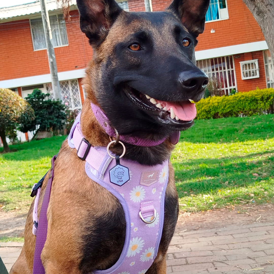 Un perro raza malinois usando un arnés color lila