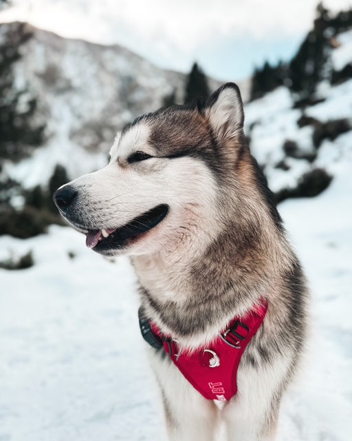 Un perro raza Alaska Malamute paseando en una montaña nevada en los pirineos catalanes