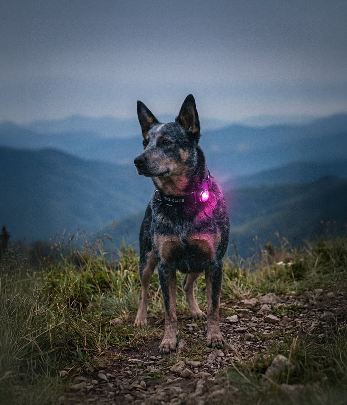 Australian Shepherd wearing a WUFTREK LED safety light