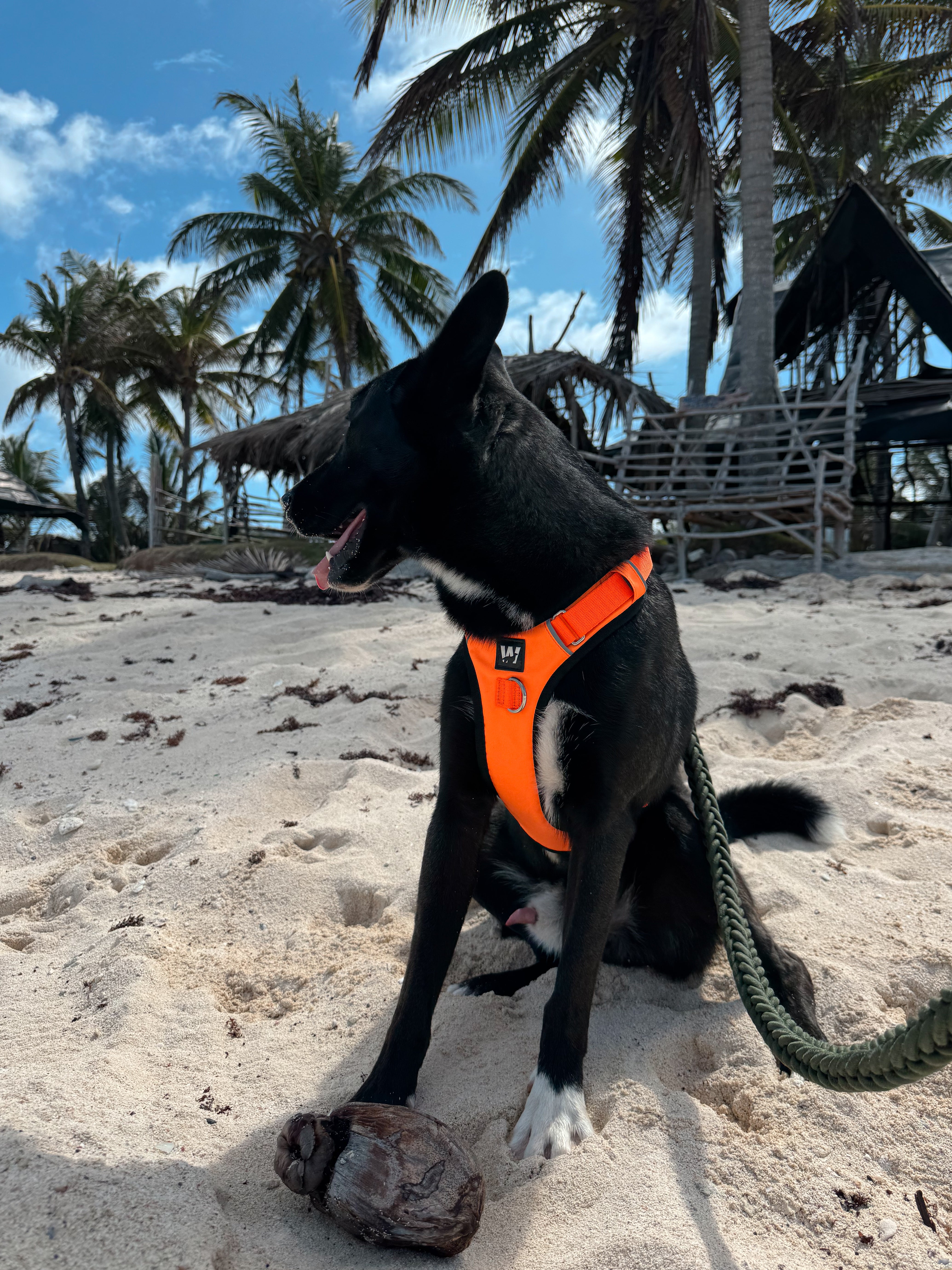 Un perro color negro usando una pechera para perros color naranja