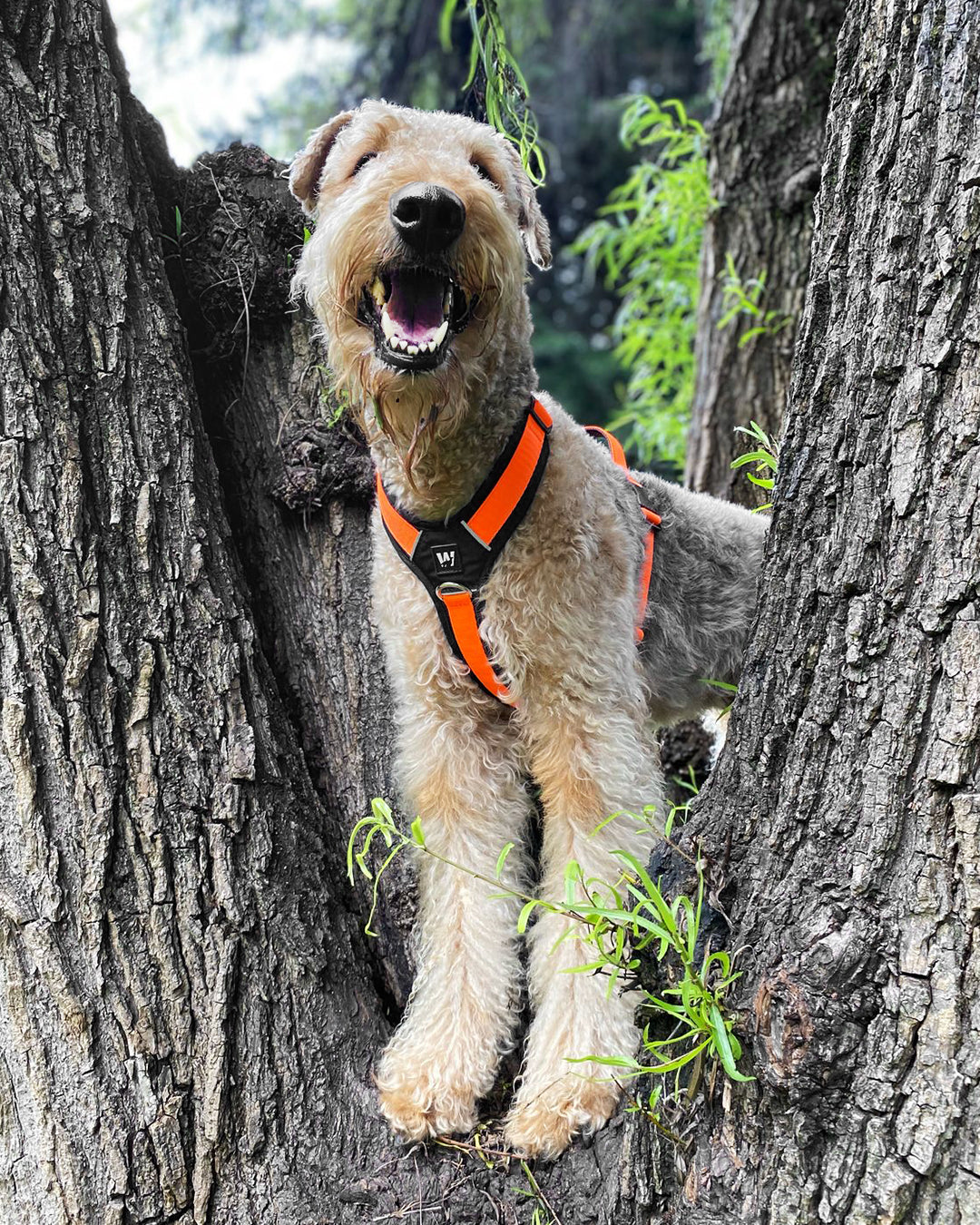 Un perro raza airedale usando un arnés para perros en forma de Y color naranja