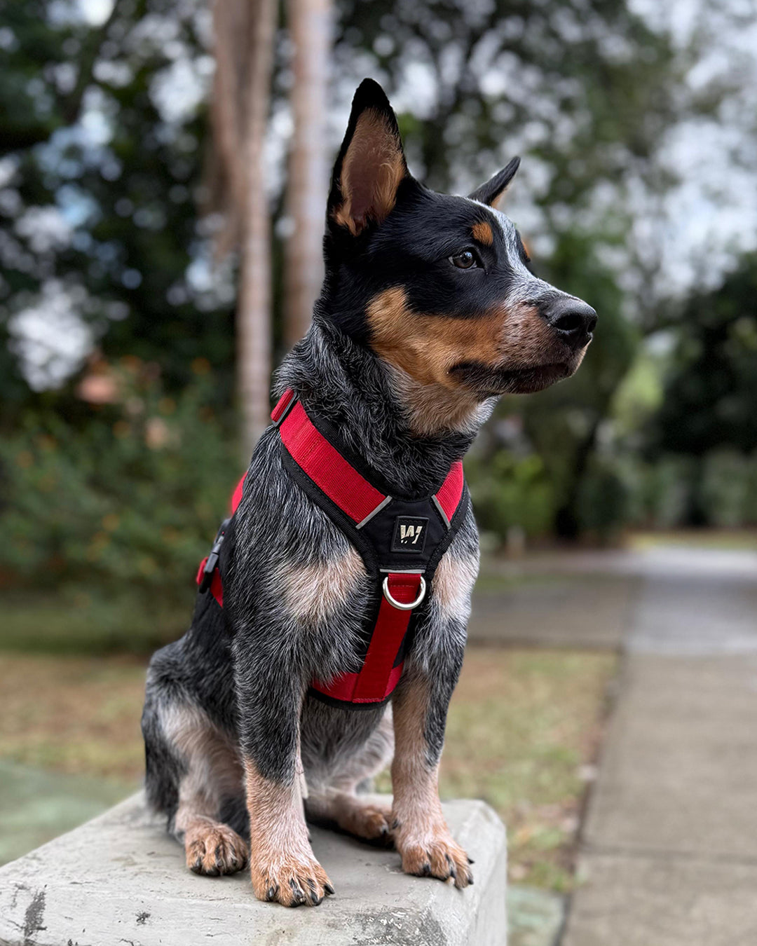 Un perro raza Australian Blue Heeler o Cattle Dog usando un arnés para perros color rojo