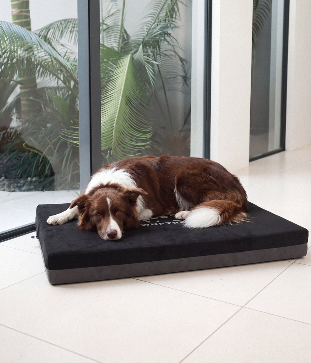 Dog resting on a TrekComfort Black orthopedic dog bed
