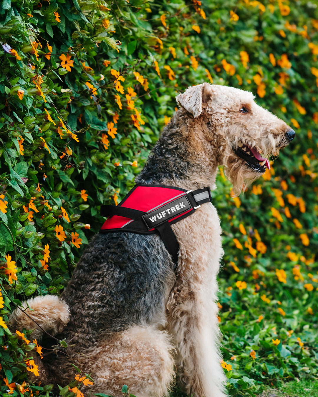 Un perro raza Airedale usando un arnes para perros color rojo, está parado al frente de una pared de hojas y flores