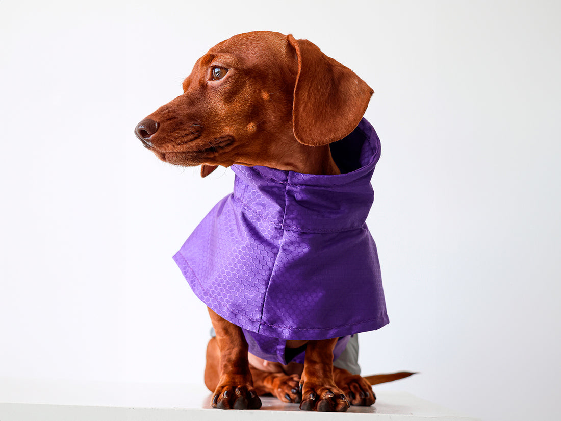 Un perro usando un impermeable para lluvia color morado