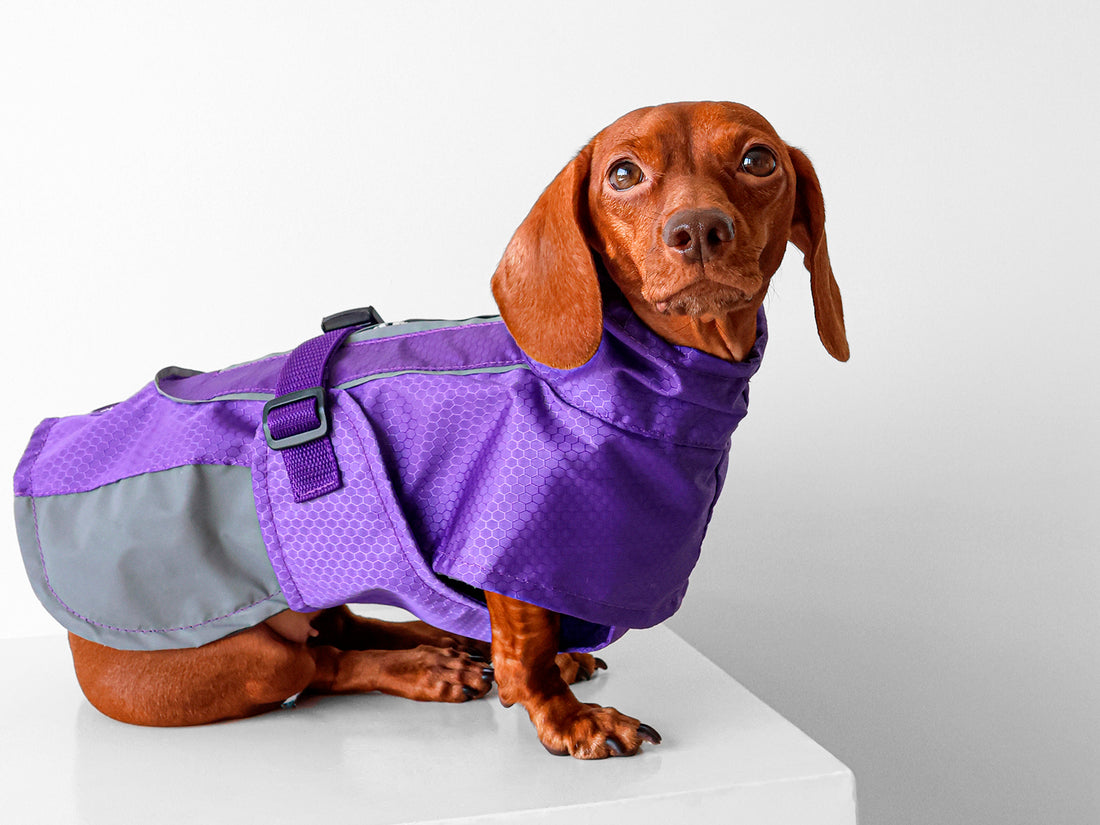 Un perro usando un impermeable para lluvia color morado