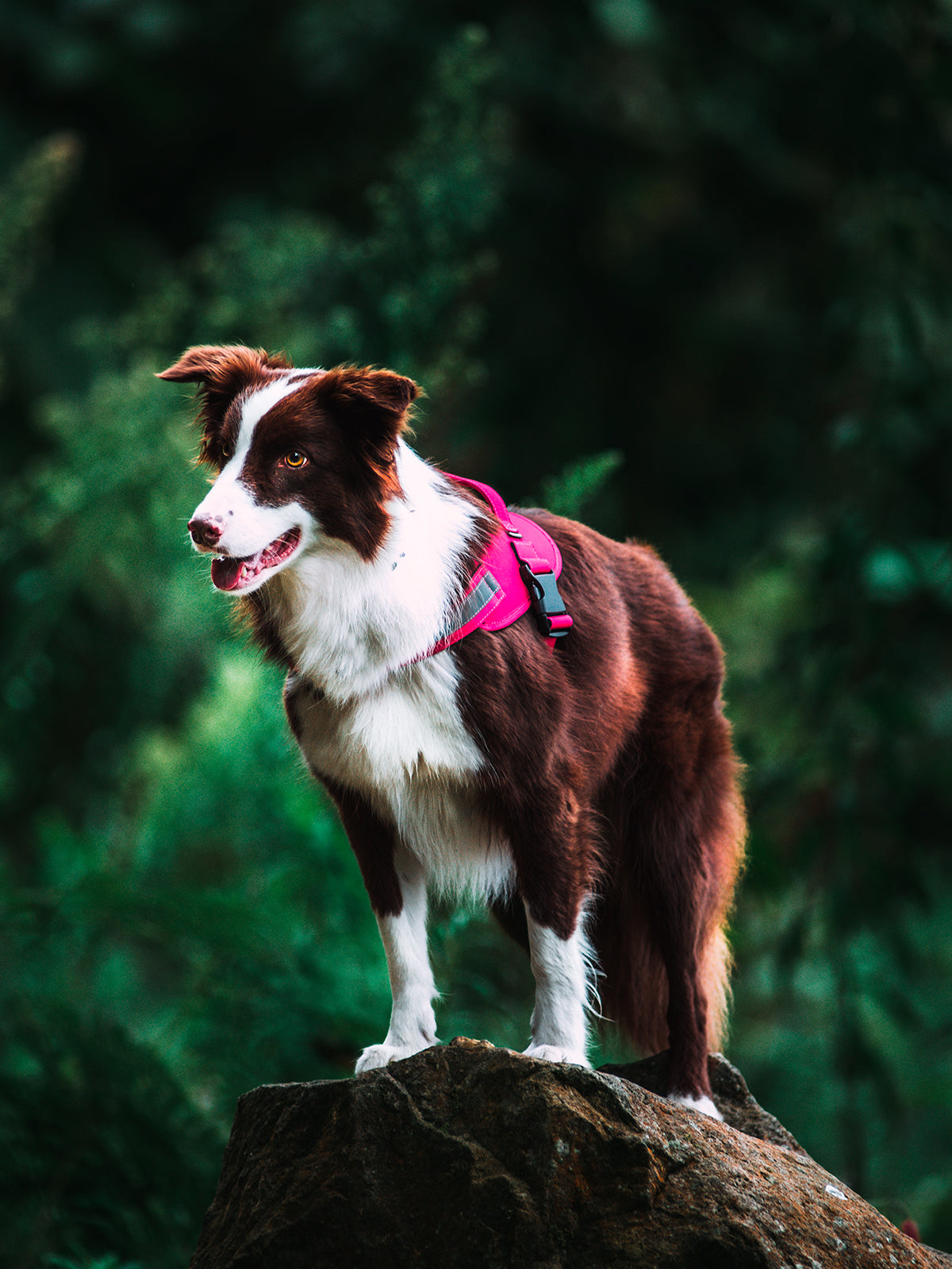 Un perro raza Border Collie usando un arnés color fucsia