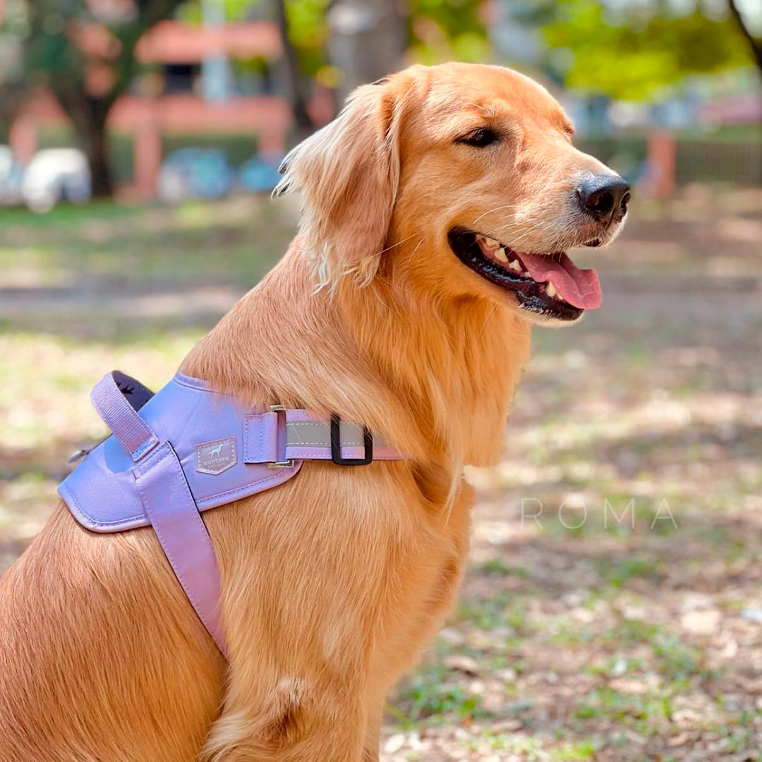 Un perro raza golden retriever paseando en un parque