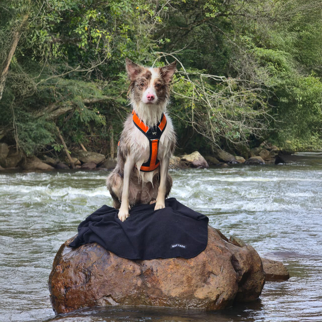Un perro parado sobre una toalla para perros color negro