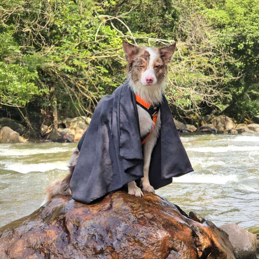 Un perro con una toalla para perros color negro sobre sus hombros