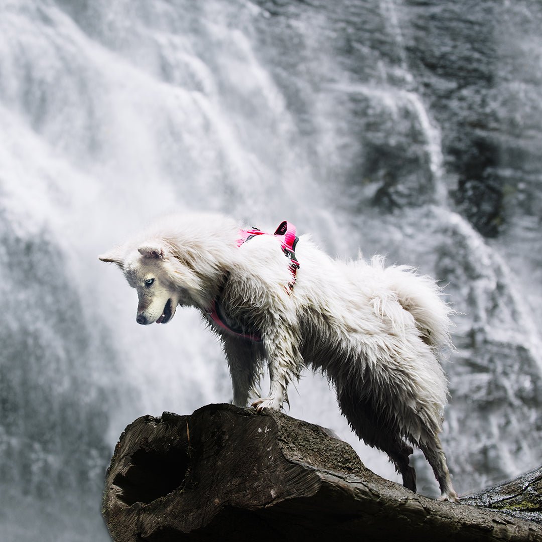 Un perro raza Samoyedo parado sobre una roca al frente de una cascada y está usando una pechera para perros fucsia