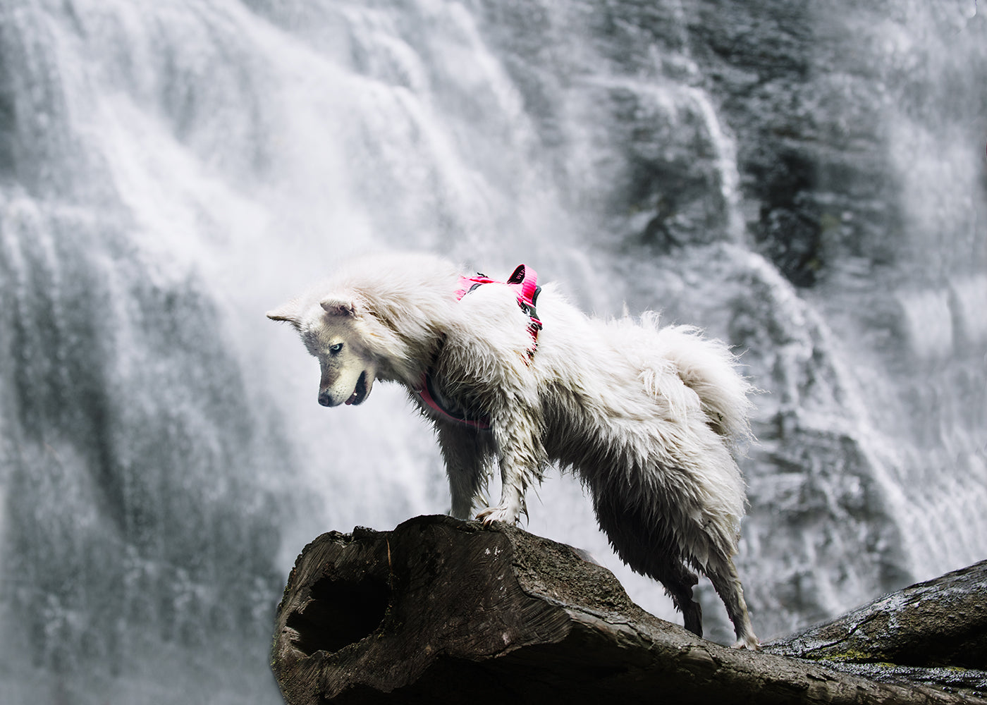 Un perro raza Samoyedo parado sobre una roca al frente de una cascada y está usando una pechera para perros color naranja