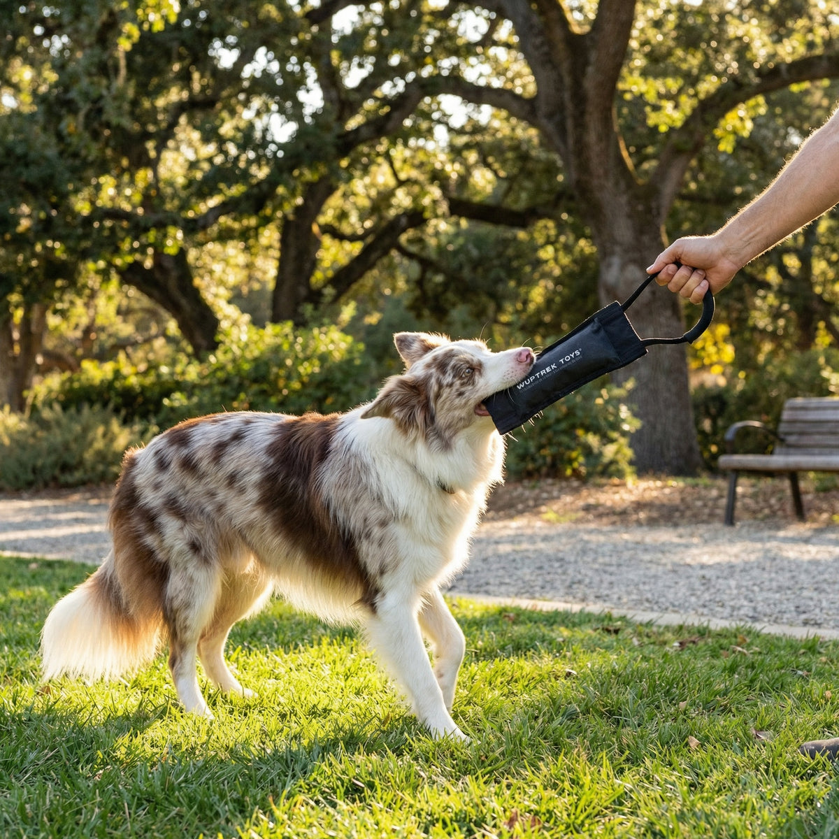A Border Collie biting a black dog toy