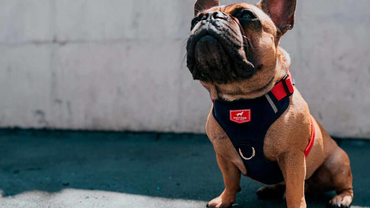 Un perro raza bulldog francés usando una pechera anti tirones