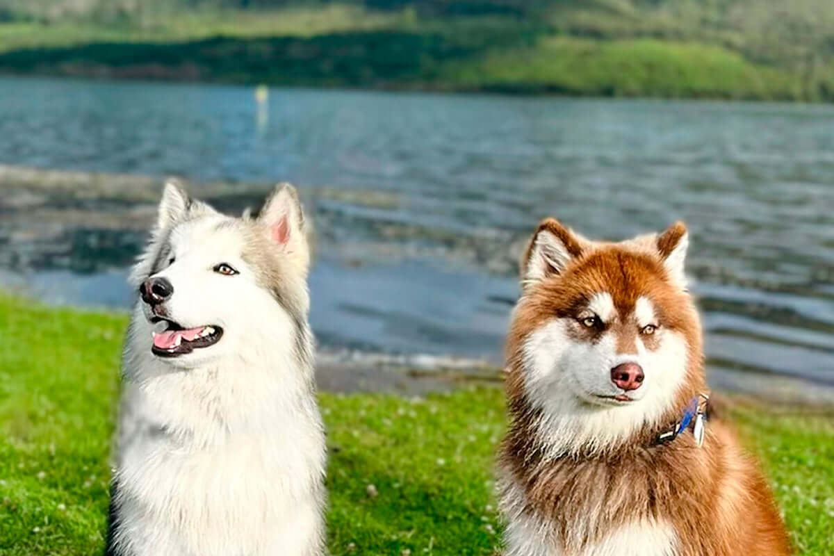 Dos perros raza husky paseando en un lago