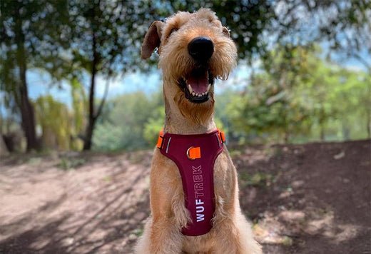 Un perro Airedale usando un arnés para perros