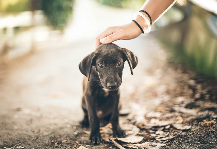 Una mujer consintiendo a un perro cachorro