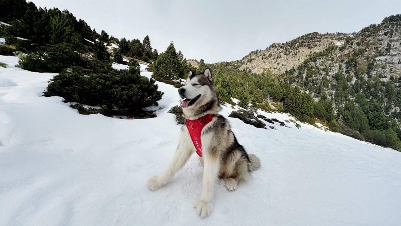 Un perro alaska malamute en la nieve