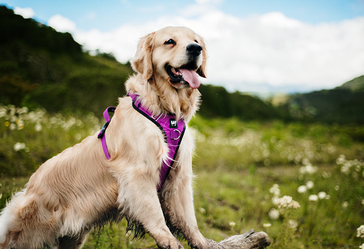 El Mejor Arnés para Perros Grandes en Colombia: Qué Debes Tener en Cuenta