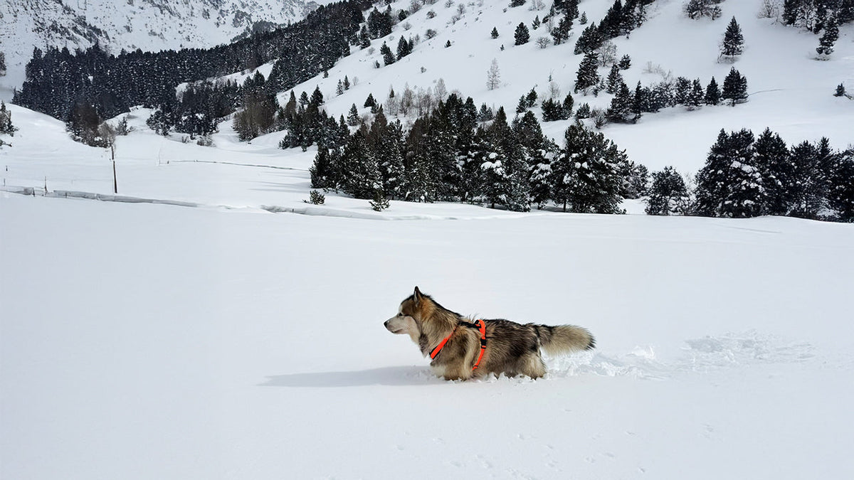 Perro usando arnés TrekFit Y-Series en la nieve de Andorra