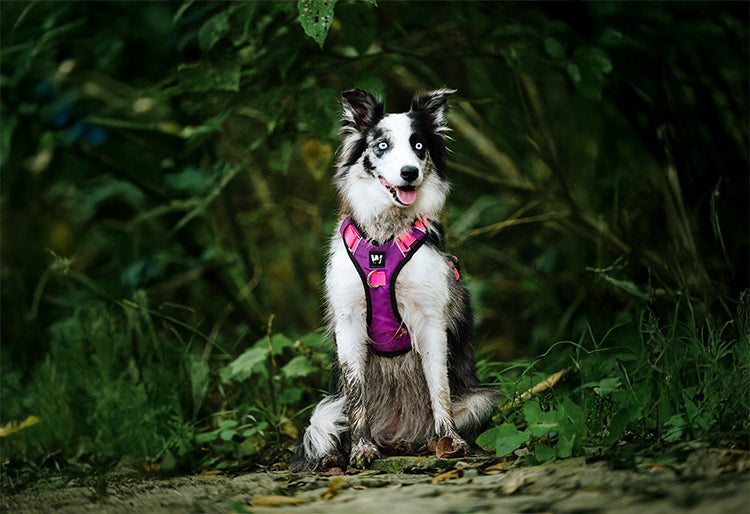 Recomendaciones para tu próxima aventura con tu perro en Colombia (Guía WUFTREK)