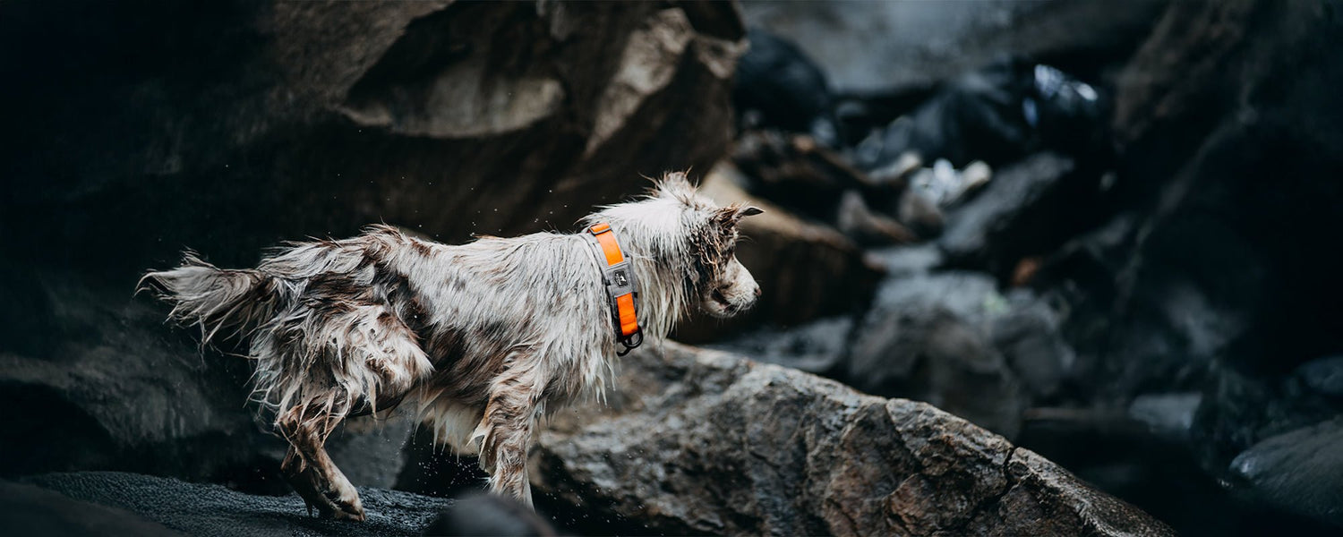 Collar perro