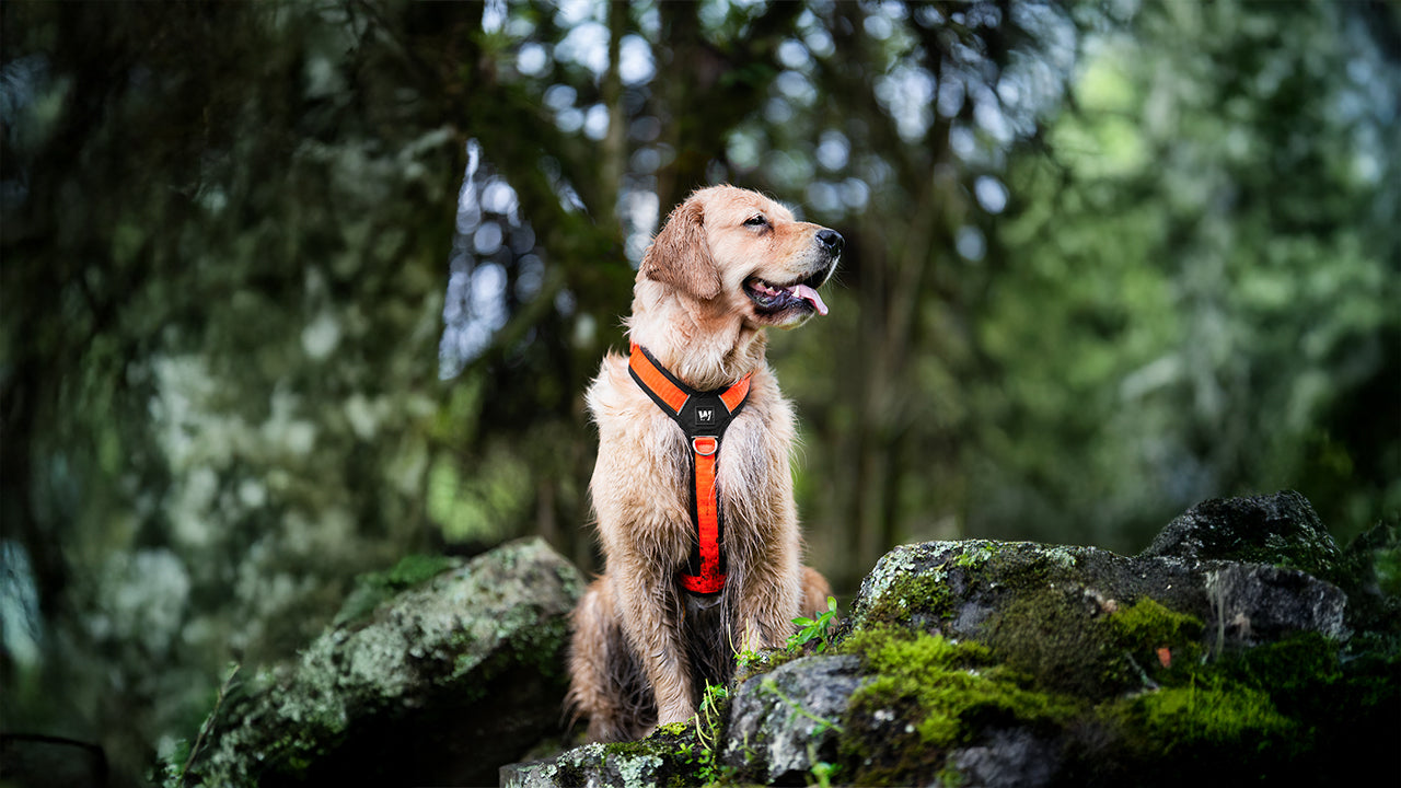 Un perro Golden Retriever de aventura en una montaña con un arnes naranja