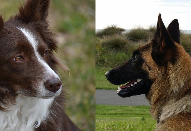 Un perro border collie y un perro belga malinois